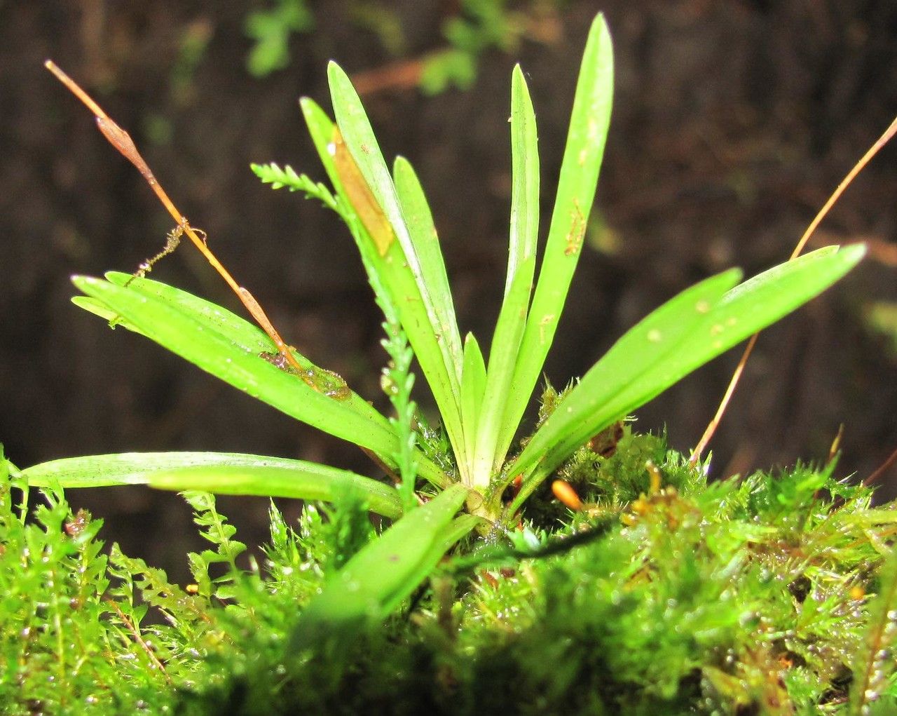 Cryptocentrum standleyi — related species from the same genus