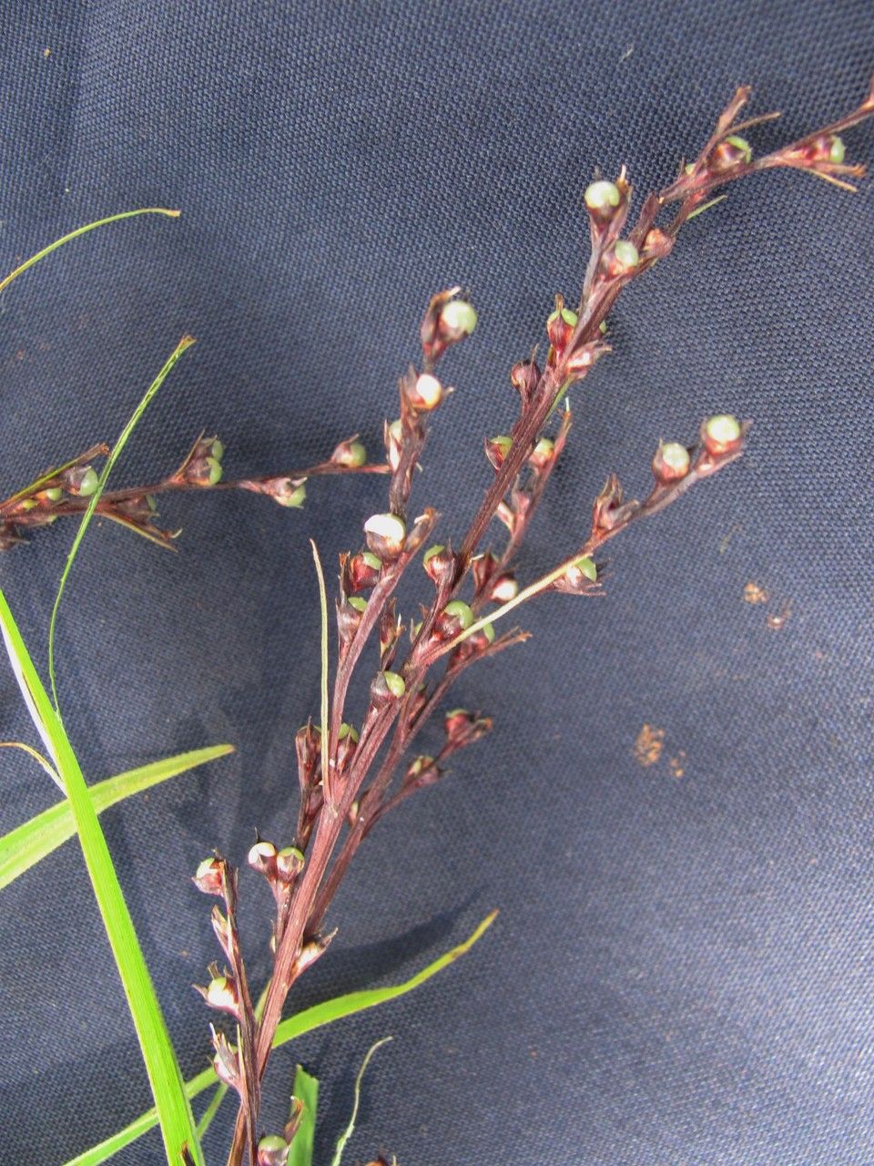 Scleria anceps other