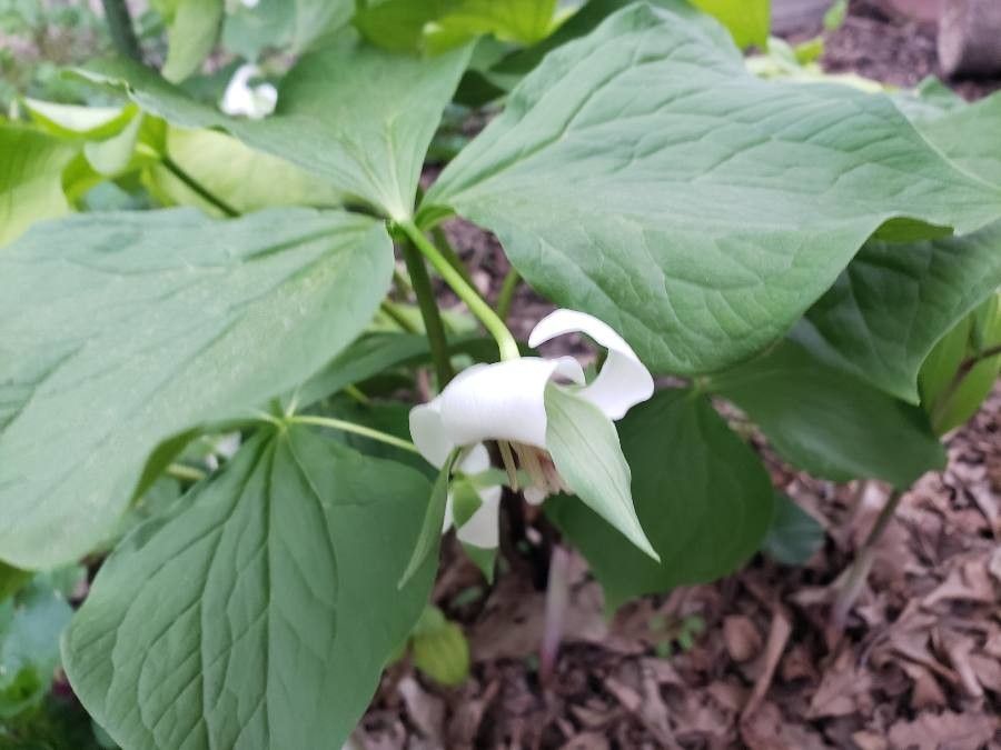 Trillium cernuum leaf