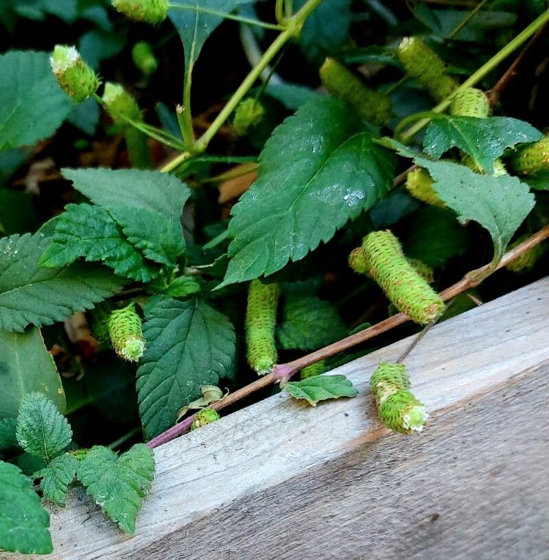 Phyla scaberrima fruit
