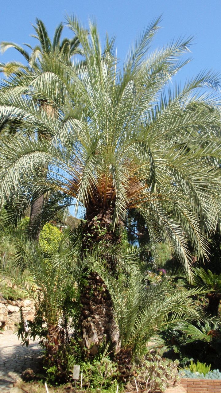 Phoenix theophrasti habit