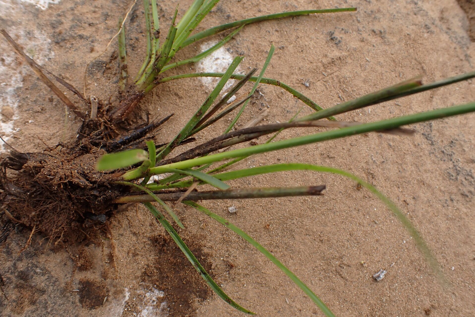 Cyperus smithianus — houseplant care guide