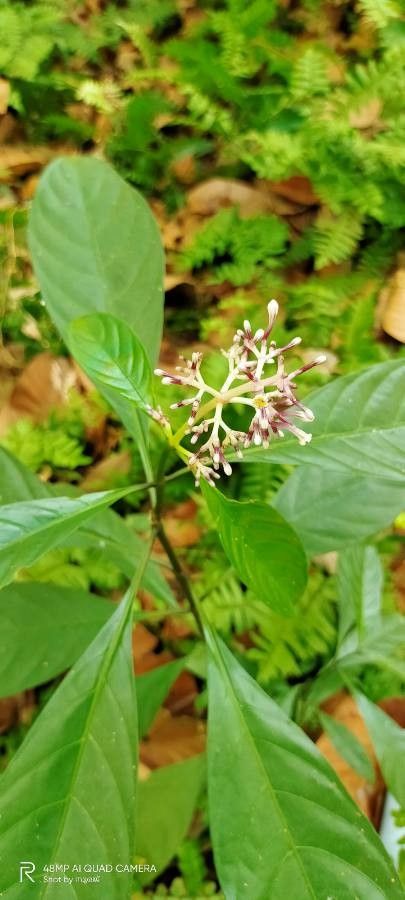 Chassalia boryana flower