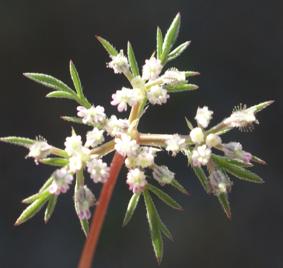 Daucus involucratus flower