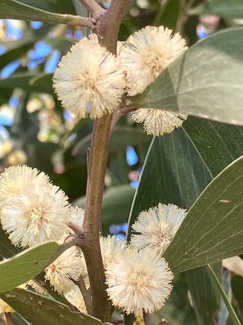 Acacia melanoxylon flower