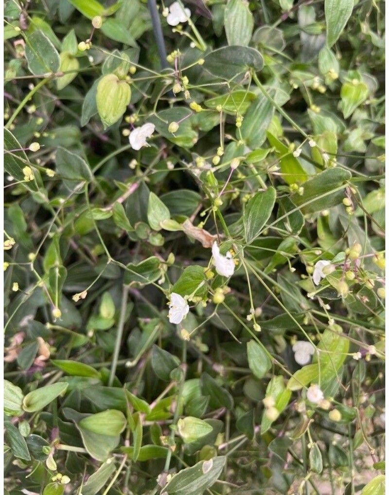 Gibasis pellucida — search result for 'Commelinaceae'