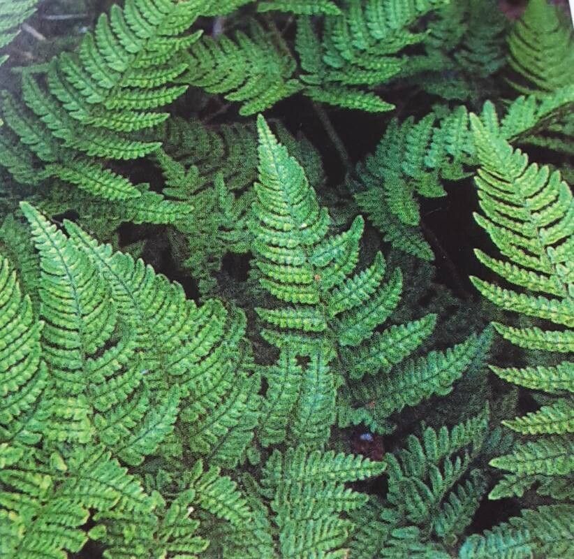 Dryopteris bissetiana — search result for 'Dryopteris'