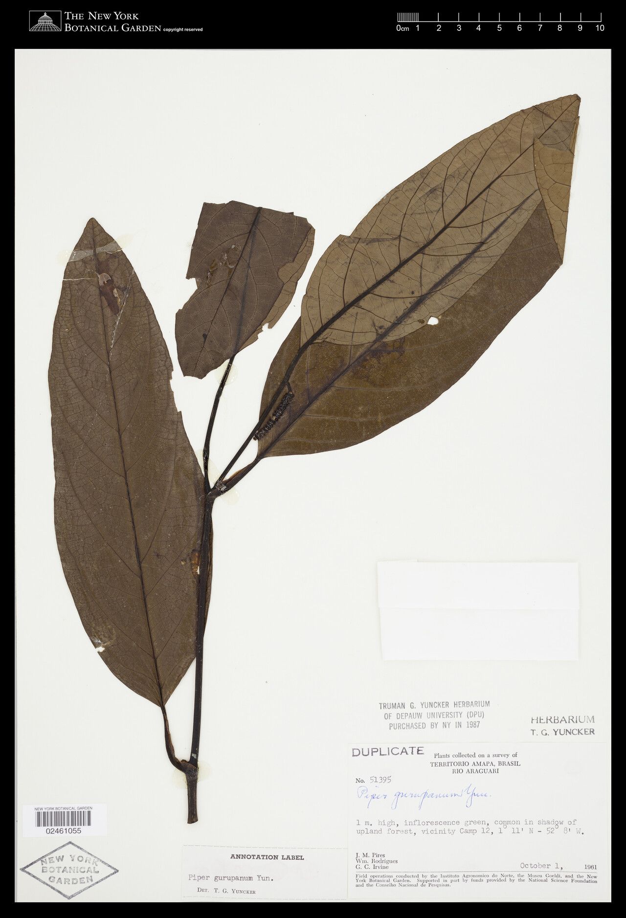 Piper gurupanum — houseplant care guide