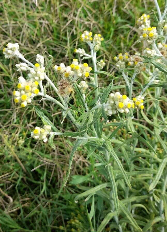 Pseudognaphalium gaudichaudianum other