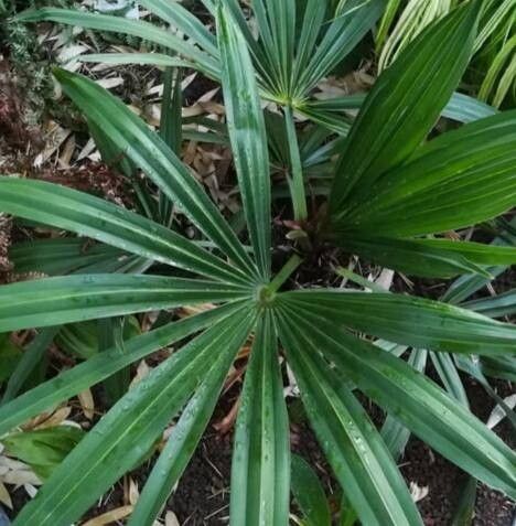Trachycarpus geminisectus