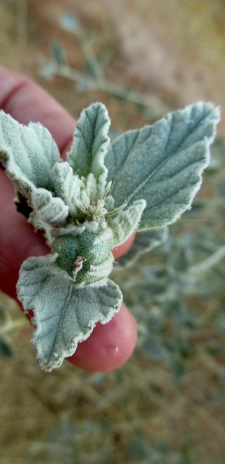 Chrozophora brocchiana fruit