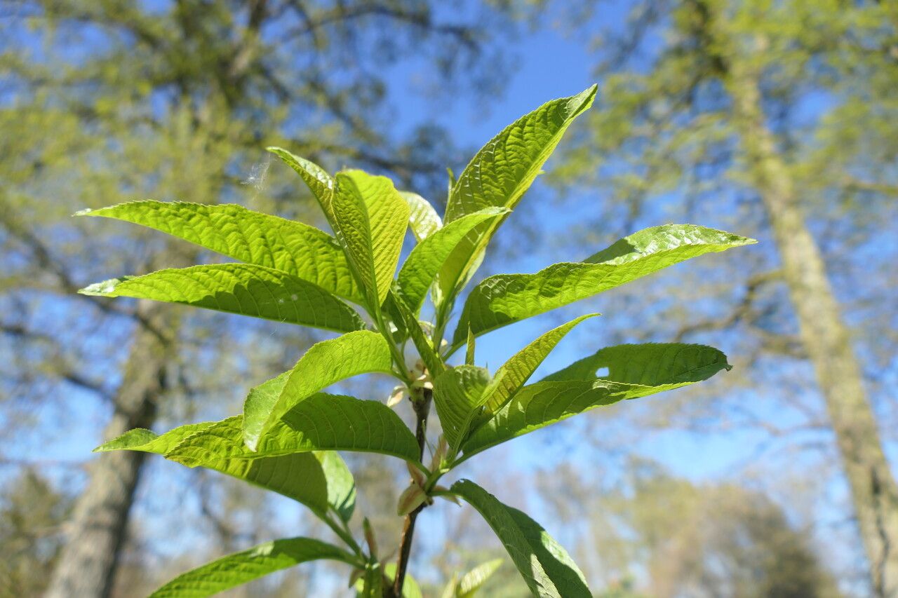 Prunus napaulensis leaf