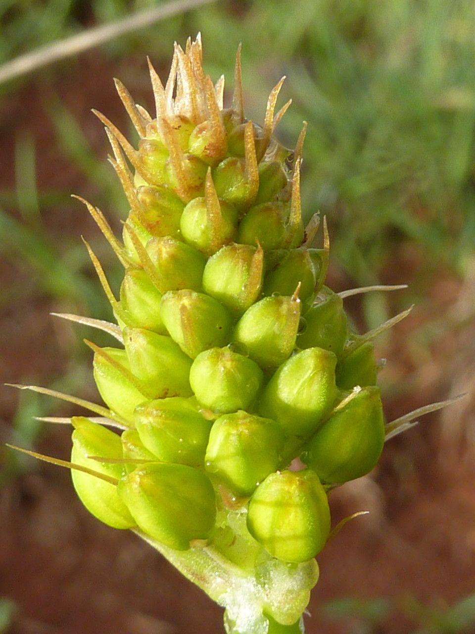 Bulbine abyssinica fruit