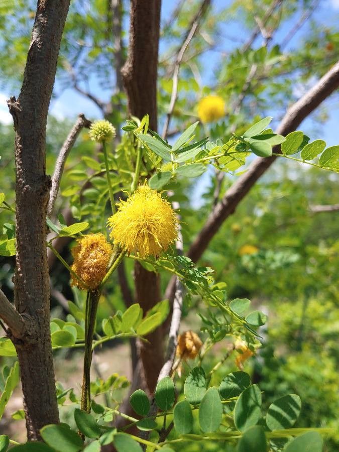 Leucaena retusa flower