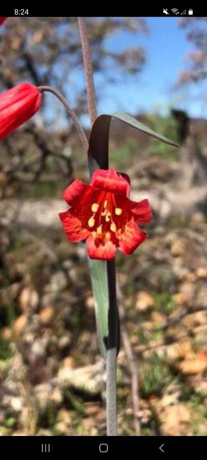 Fritillaria recurva flower