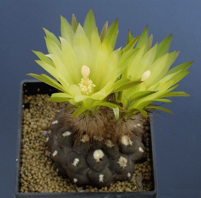 Eriosyce tenebrica — houseplant care guide