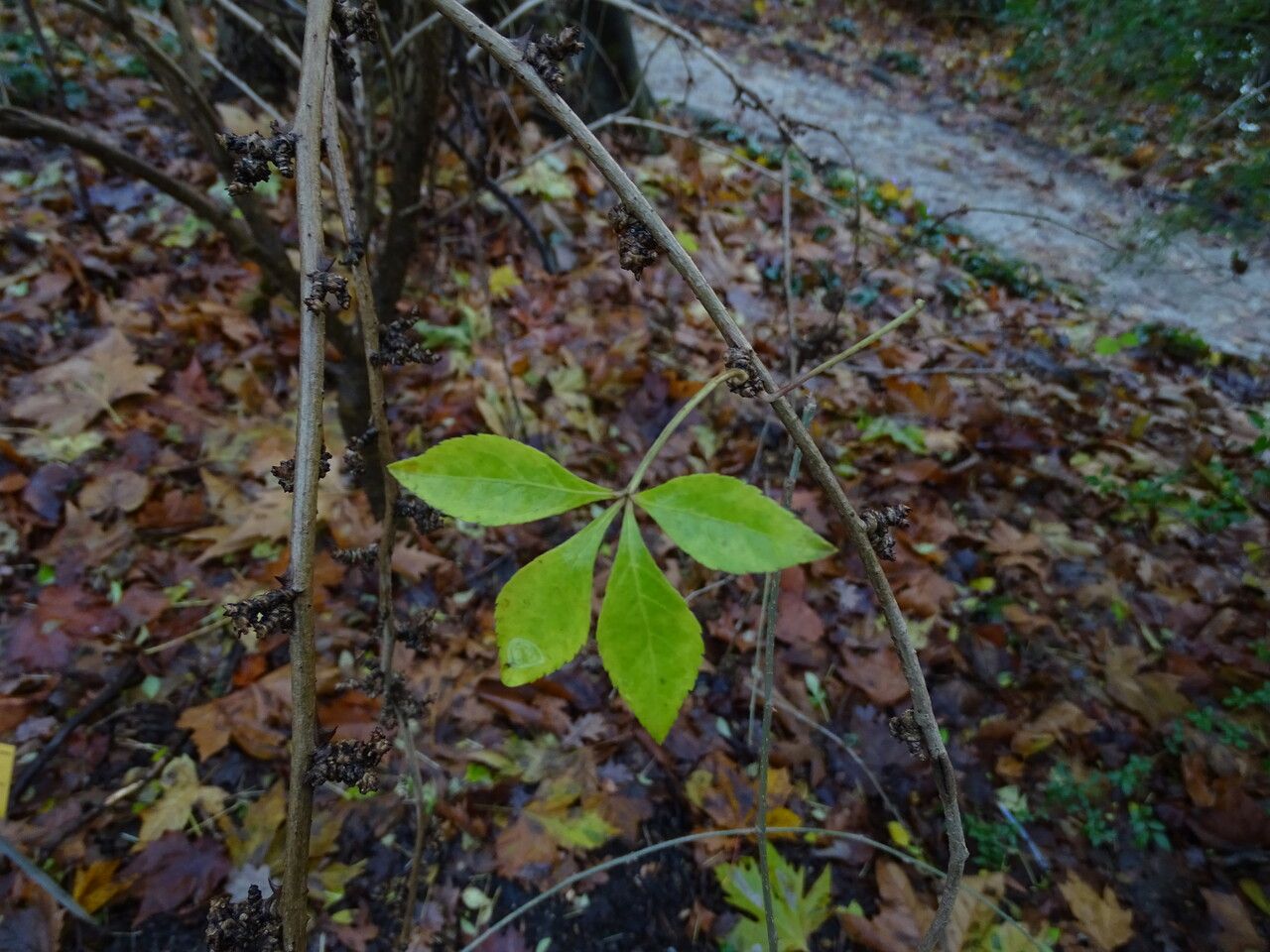 Eleutherococcus nodiflorus leaf