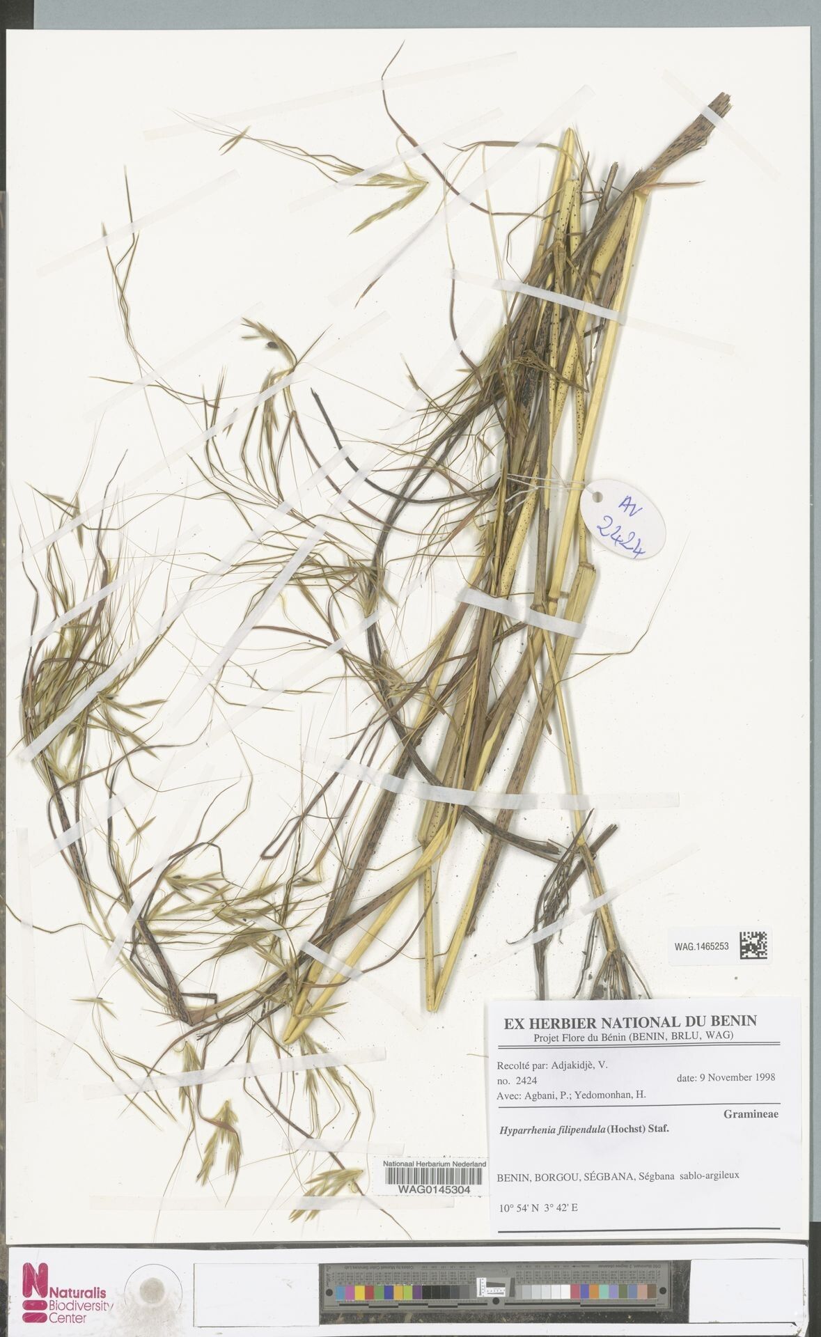 Hyparrhenia bagirmica — related species from the same genus