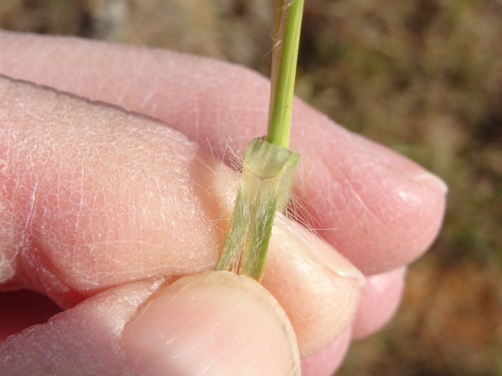 Elionurus tripsacoides bark