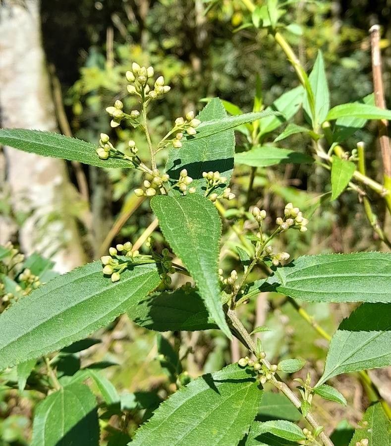 Chromolaena laevigata flower