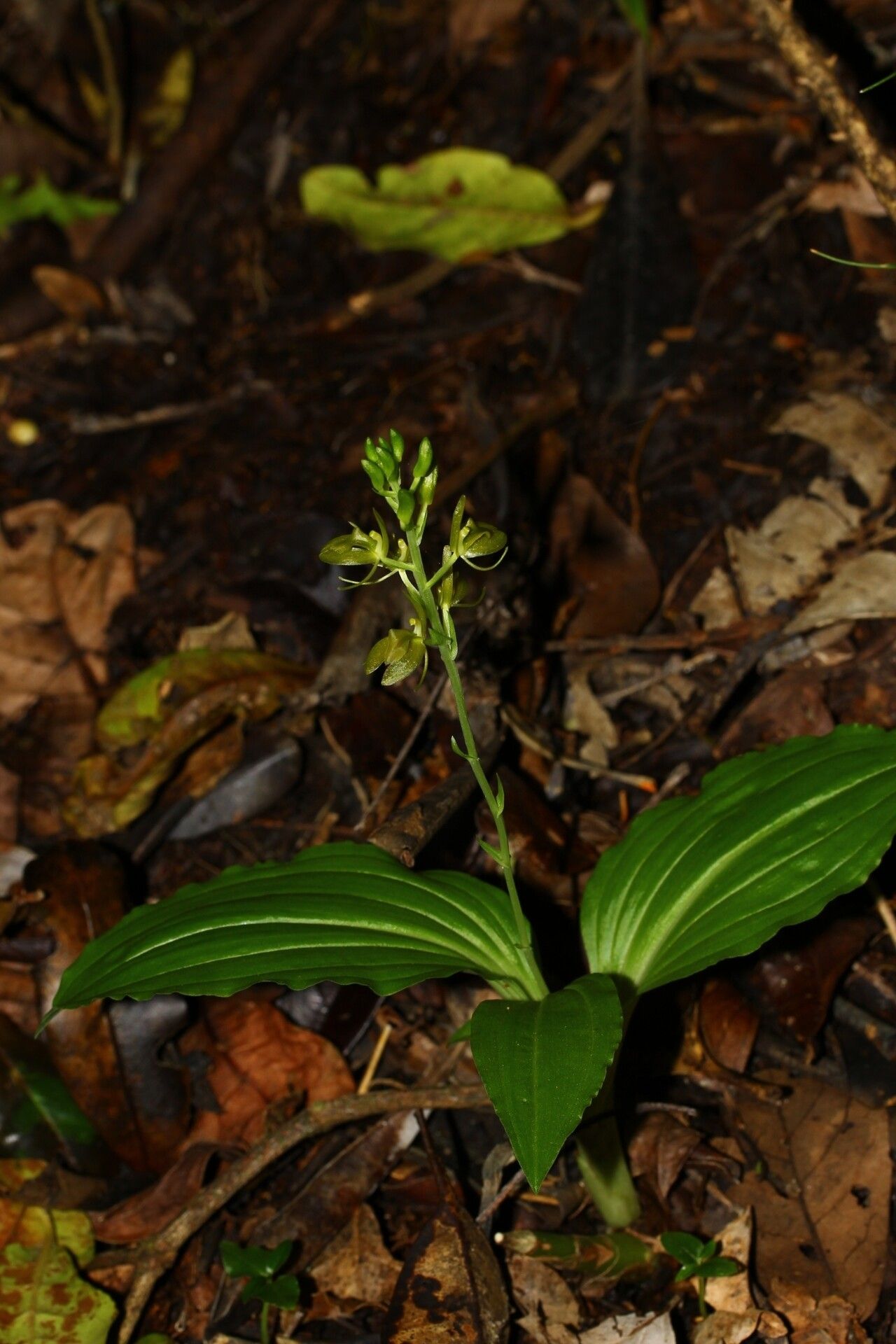 Liparis imerinensis habit