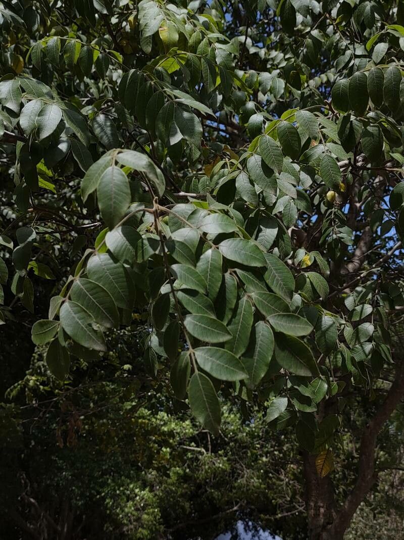 Lafoensia pacari leaf