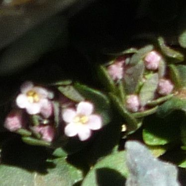 Valeriana petersenii flower