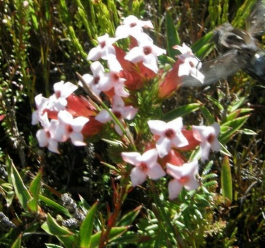 Erica vallis-gratiae flower