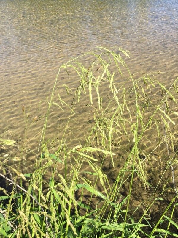 Leersia oryzoides fruit