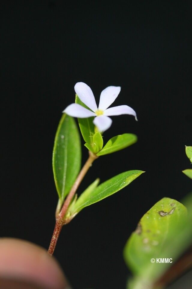 Catharanthus scitulus — houseplant care guide