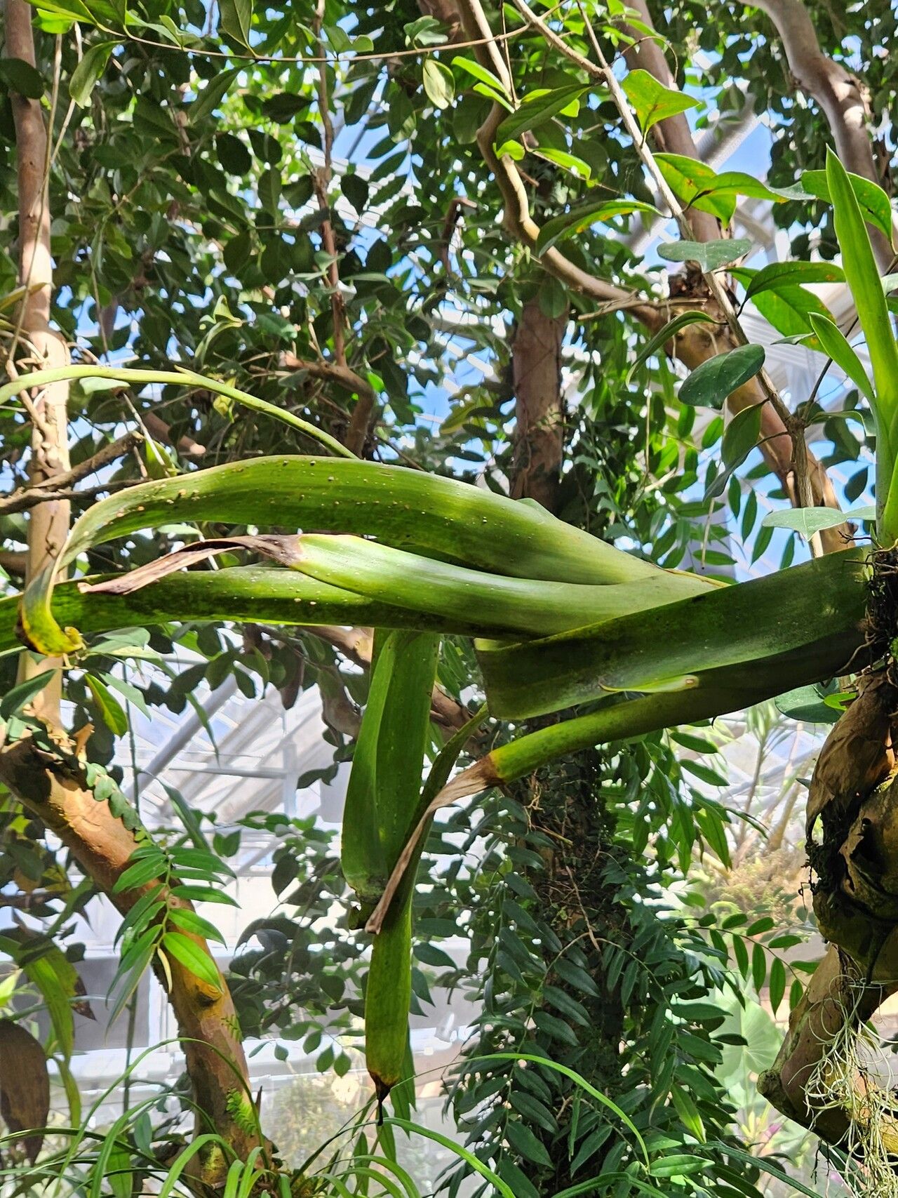 Racinaea dyeriana — related species from the same genus