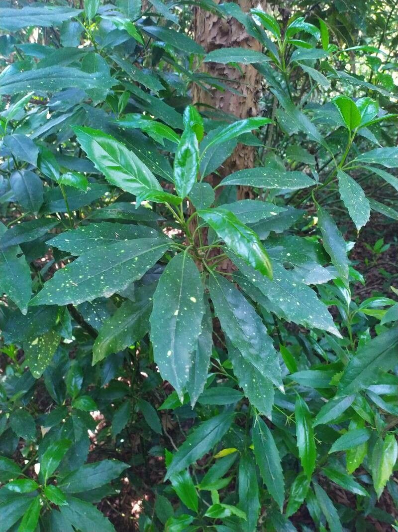 Croton laevigatus leaf