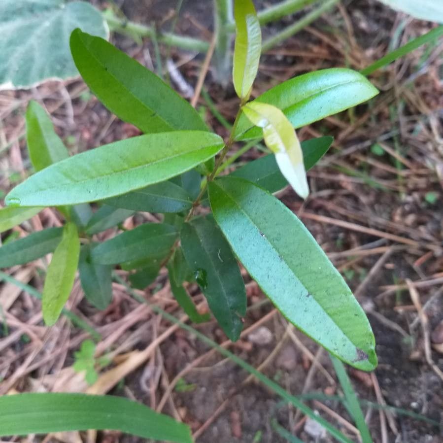 Syzygium lateriflorum leaf