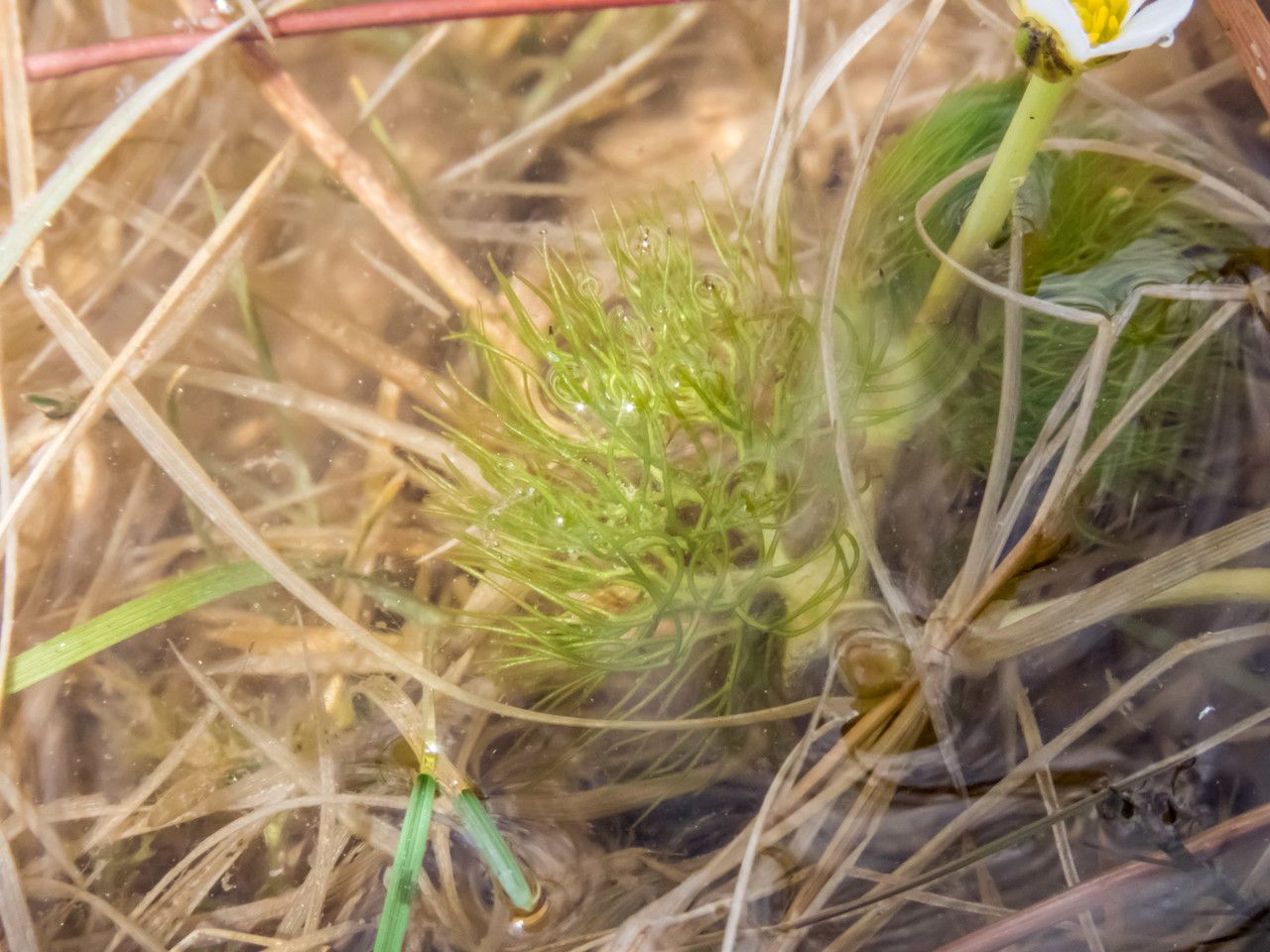 Ranunculus trichophyllus leaf