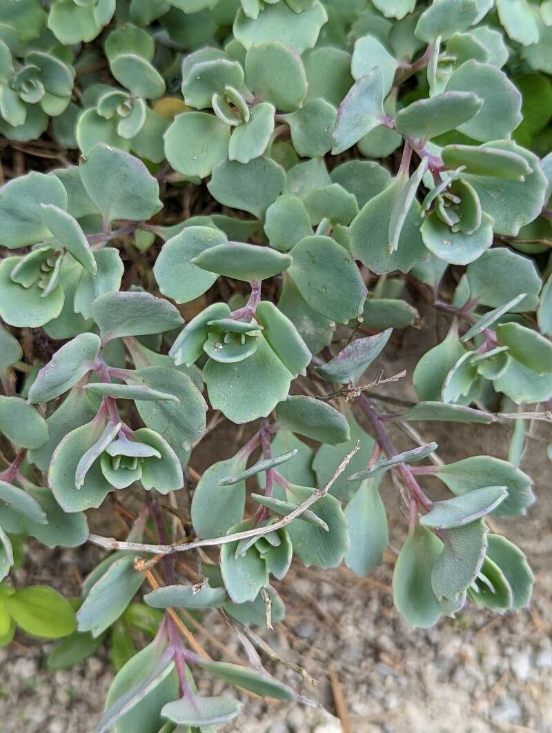 Sedum cauticola — houseplant care guide