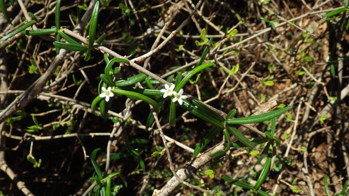 Cynanchum lineare — houseplant care guide