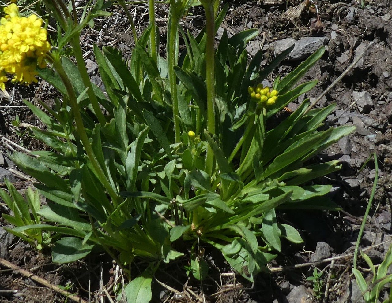 Patrinia sibirica — related species from the same genus