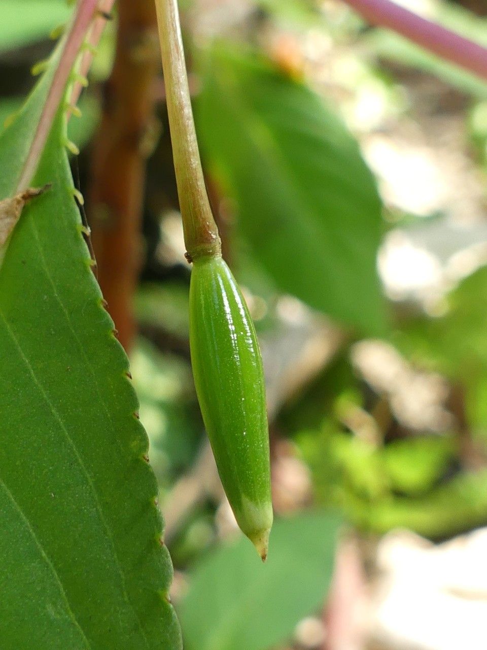Impatiens auricoma fruit