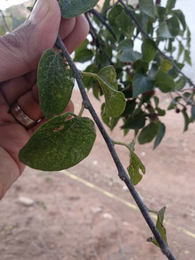 Celtis caudata — search result for 'Celtis'