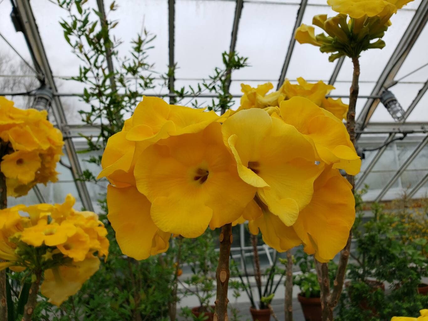 Uncarina ihlenfeldtiana flower