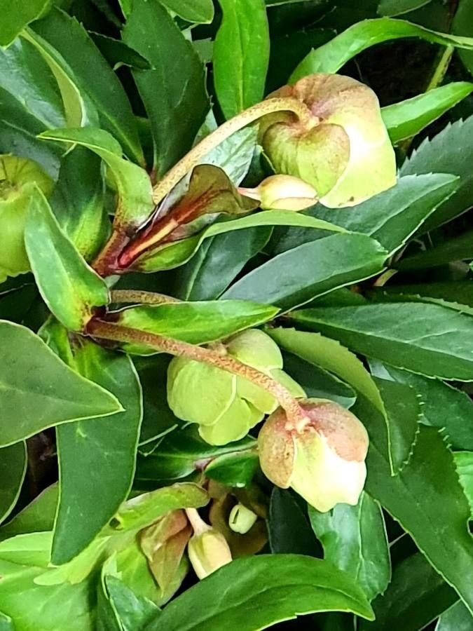 Trichodesma marsabiticum flower