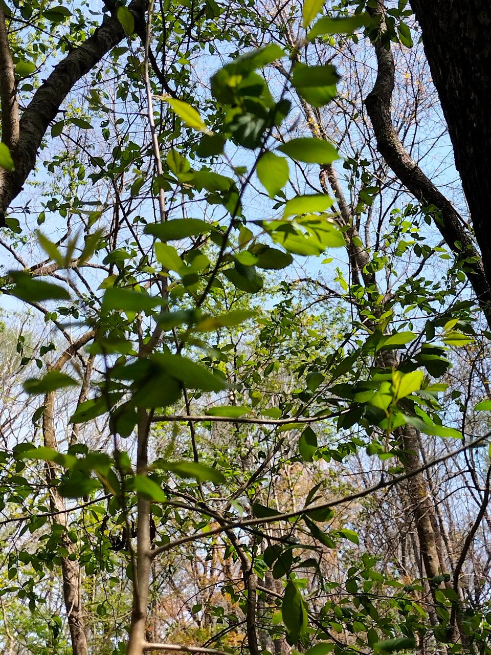 Malus angustifolia leaf
