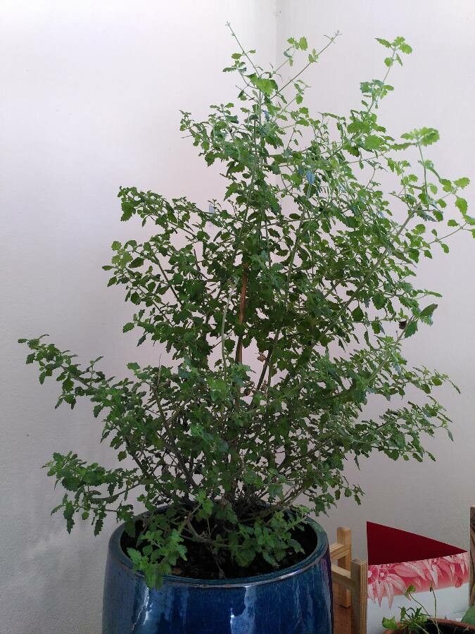 Prostanthera incisa habit