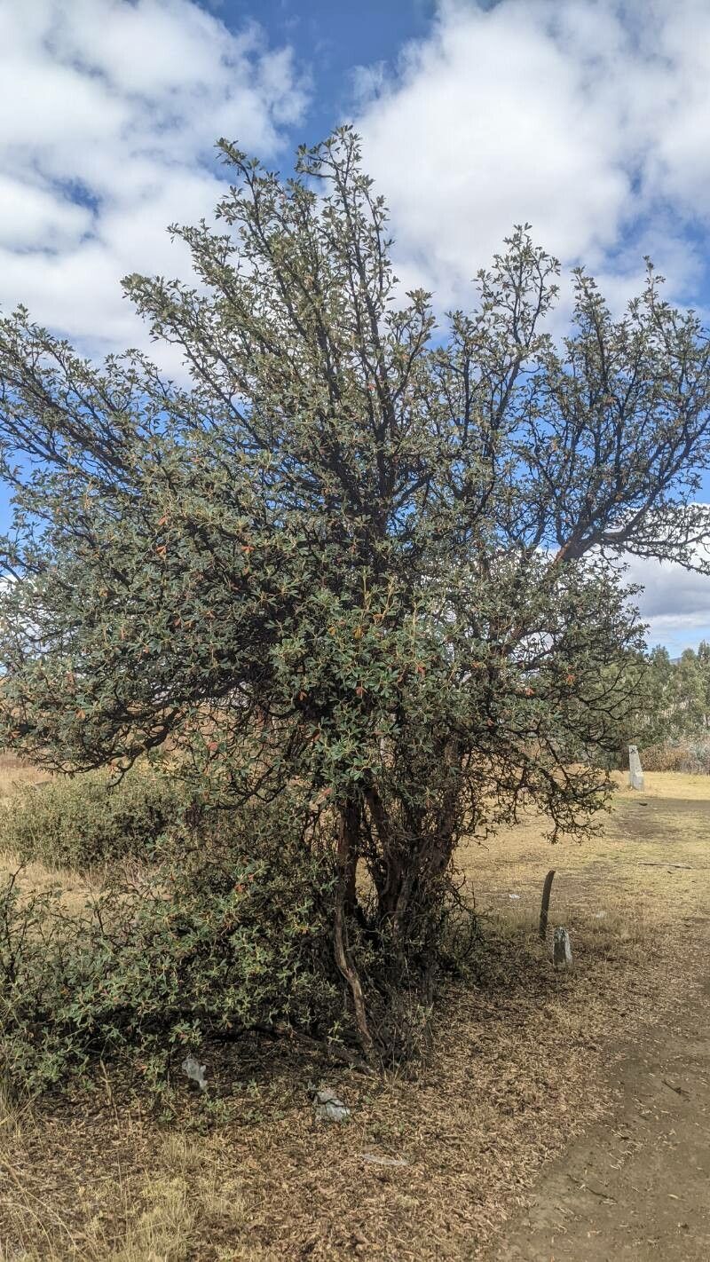 Polylepis racemosa habit