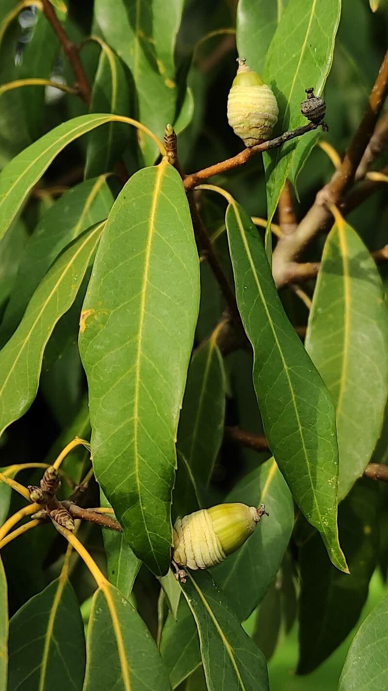Quercus myrsinifolia fruit
