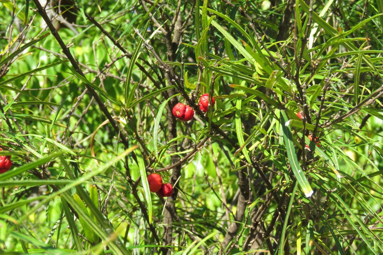 Malpighia linearis leaf