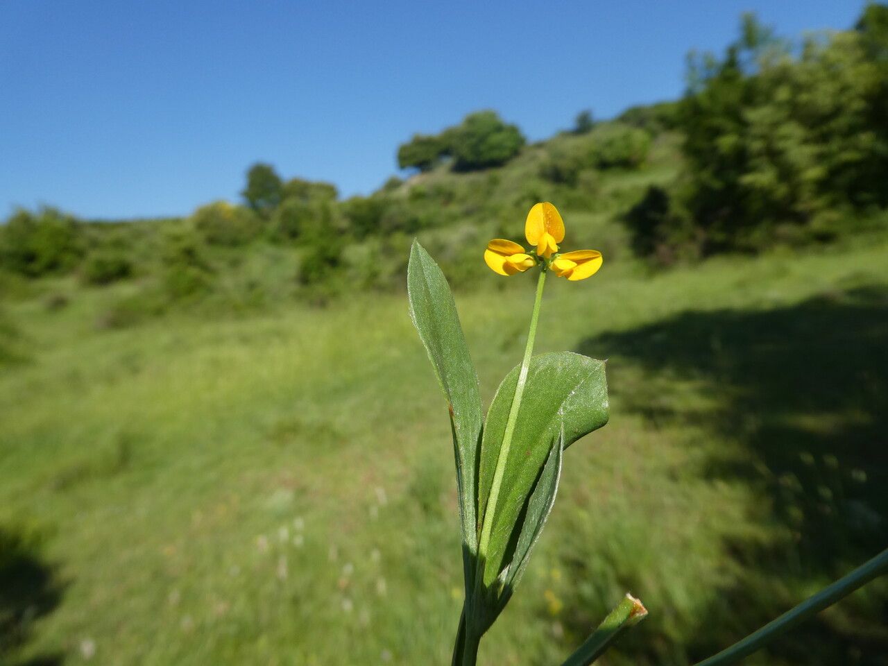 Scorpiurus muricatus flower