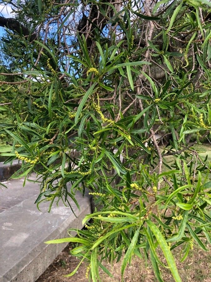 Sapium haematospermum — related species from the same genus