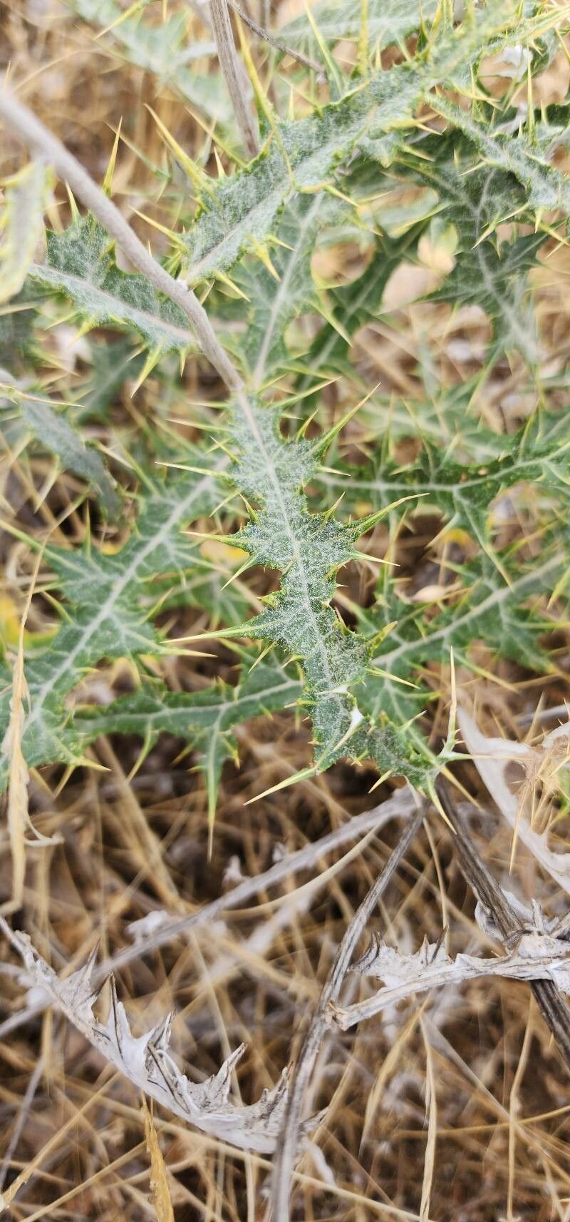 Echinops chardinii — search result for 'Echinops'