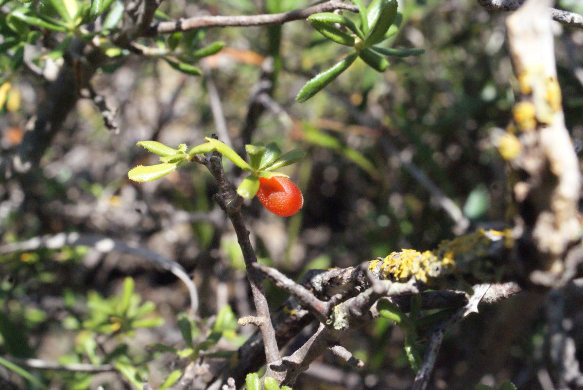 Daphne rodriguezii fruit